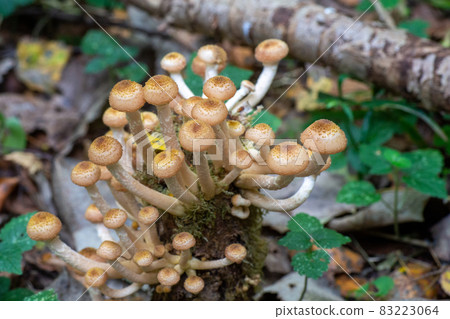 Clusters of small mushrooms growing on a stump among moss with a bokeh effect. Clusters of small mushrooms growing on a stump among moss with a bokeh effect. 83223064