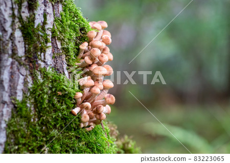 Clusters of small mushrooms growing on the trunk of a tree among moss with a bokeh effect and free space. Clusters of small mushrooms growing on the trunk of a tree among moss with a bokeh effect and free space. 83223065