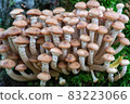 Clusters of mushrooms growing on the trunk of a tree in cloudy weather. 83223066