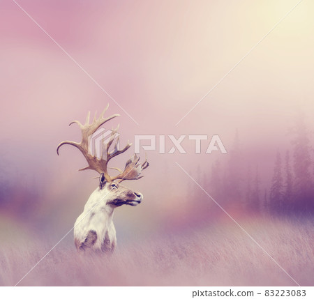 Large deer buck with big horns Large deer buck with big horns 83223083