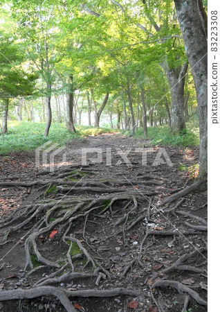 有樹根的山路 83223308