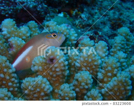 Beautiful fish_glass gombe 83223608