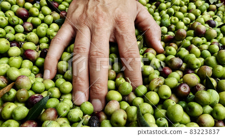 man heaps freshly collected olives 83223837