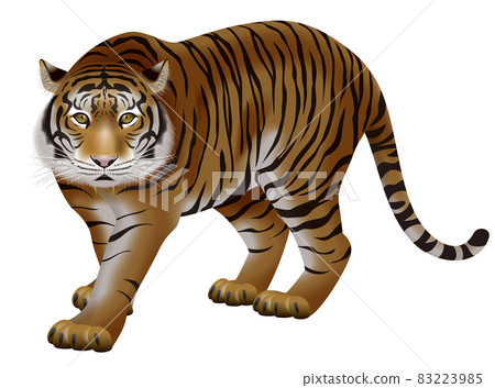 Tiger's illustration 83223985