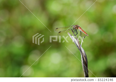 Red dragonfly Red dragonfly 83224146
