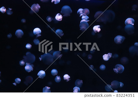 Horde of jellyfish Horde of jellyfish 83224351