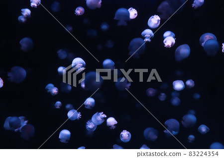 Horde of jellyfish Horde of jellyfish 83224354
