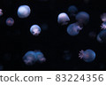 Horde of jellyfish 83224356