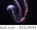 Amaku Sakurage 83224644
