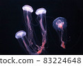 Amaku Sakurage 83224648