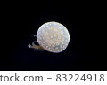 Tako jellyfish 83224918