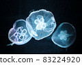 Jellyfish 83224920