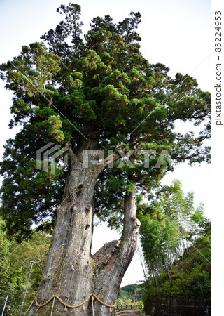 Natural monument Tsukise Osugi Natural monument Tsukise Osugi 83224953