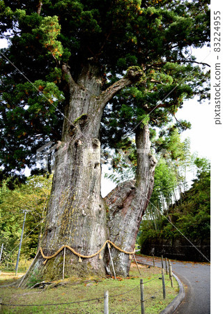 天然紀念物大杉月瀨 83224955