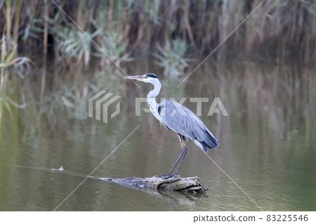 Gray heron morning Gray heron morning 83225546