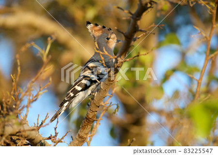 Morning hoopoe Morning hoopoe 83225547