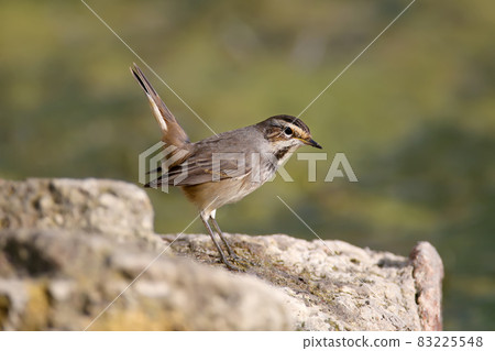 Various bluethroats in winter plumage. 83225548