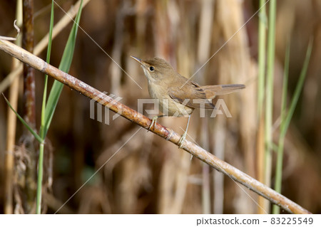 reed warbler (Acrocephalus scirpaceus) reed warbler (Acrocephalus scirpaceus) 83225549