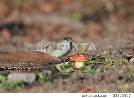 The Eurasian blackcap 83225597