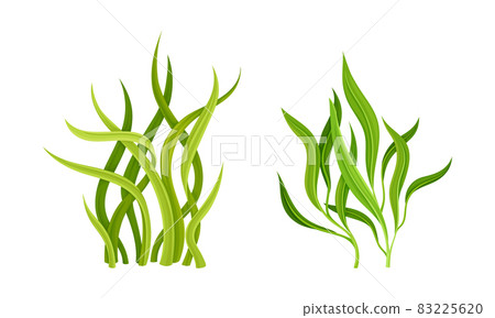 Seaweed or Macroalgae as Aquatic and Marine Plants Growing on Ocean Bottom Vector Set 83225620