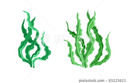 Seaweed or Macroalgae as Aquatic and Marine Plants Growing on Ocean Bottom Vector Set 83225621