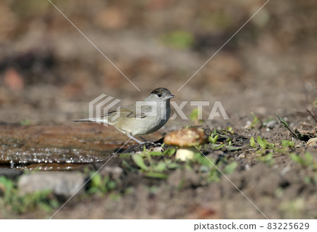 The Eurasian blackcap 83225629