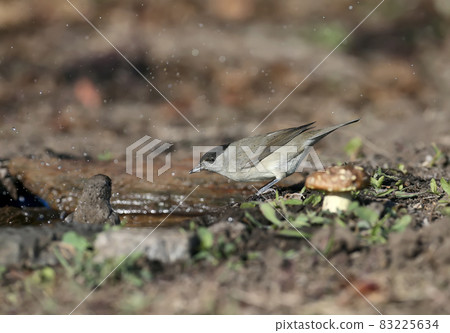 The Eurasian blackcap 83225634