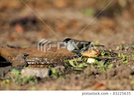 The Eurasian blackcap 83225635