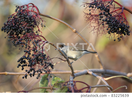 The Eurasian blackcap 83225639