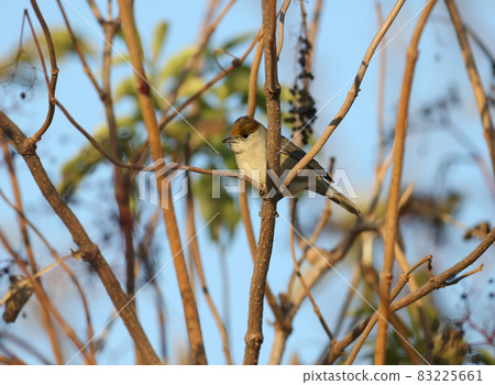The Eurasian blackcap 83225661