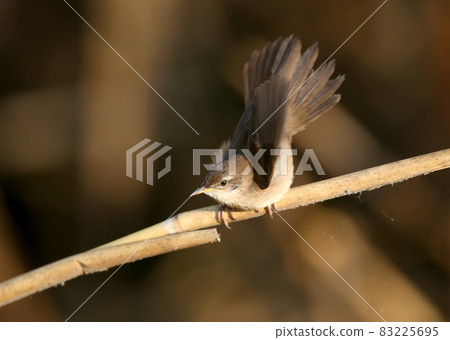Savi's warbler (Locustella luscinioides) for you Savi's warbler (Locustella luscinioides) for you 83225695