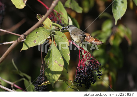 The Eurasian blackcap 83225927
