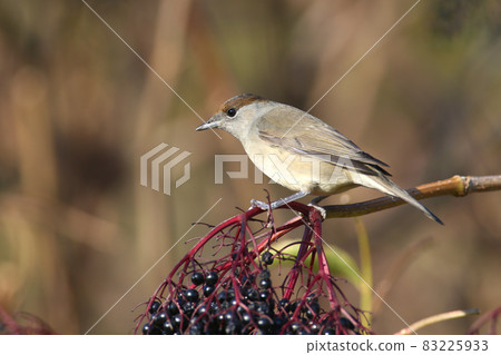 The Eurasian blackcap 83225933