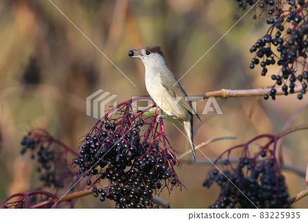 The Eurasian blackcap 83225935