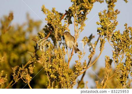 Morning common chiffchaff (Phylloscopus collybita) 83225953