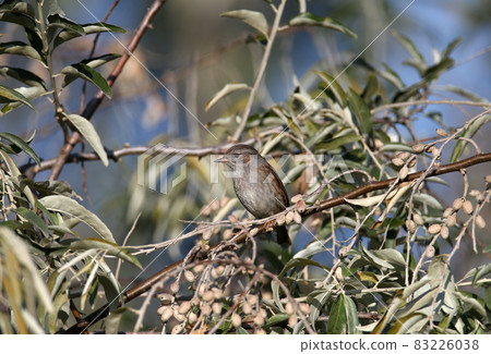Amazing dunnock (Prunella modularis) 83226038