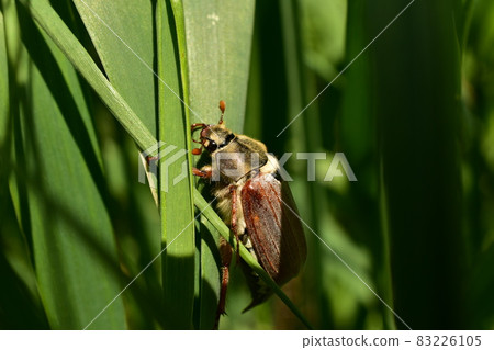 May beetle hid in the green grass. 83226105