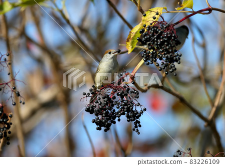 The Eurasian blackcap 83226109