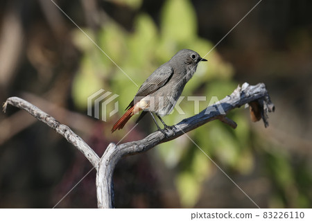 black redstart (Phoenicurus ochruros) black redstart (Phoenicurus ochruros) 83226110