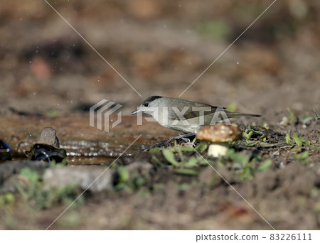 The Eurasian blackcap 83226111