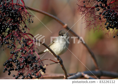 The Eurasian blackcap 83226112
