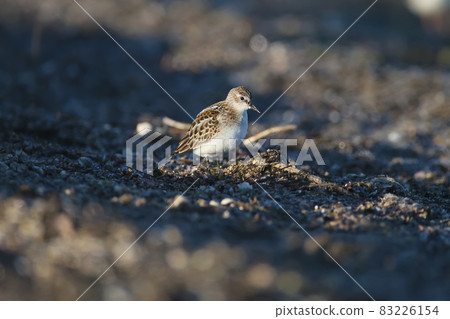 Morning little stint (Calidris minuta) 83226154