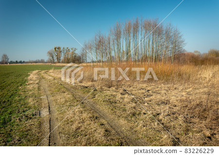 Dirt road and wild areas with trees Dirt road and wild areas with trees 83226229