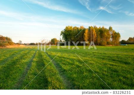 Green meadow and autumn trees, October day Green meadow and autumn trees, October day 83226231