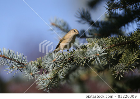 common chiffchaff and blue spruce. common chiffchaff and blue spruce. 83226309