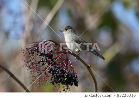 The Eurasian blackcap 83226310