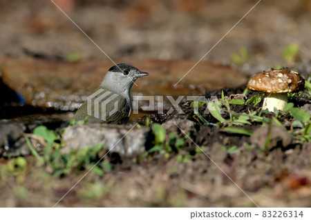 The Eurasian blackcap 83226314