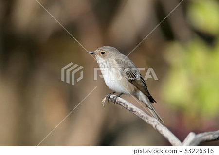 The spotted flycatcher (Muscicapa striata) The spotted flycatcher (Muscicapa striata) 83226316