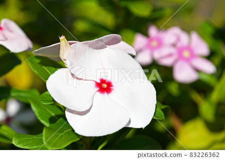 Nichinichiso（每日草） 83226362