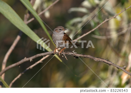 Amazing dunnock (Prunella modularis) 83226543